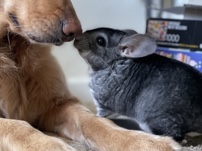 Chinchilla – Rehome a Long-Tailed Chinchilla – McMinnville