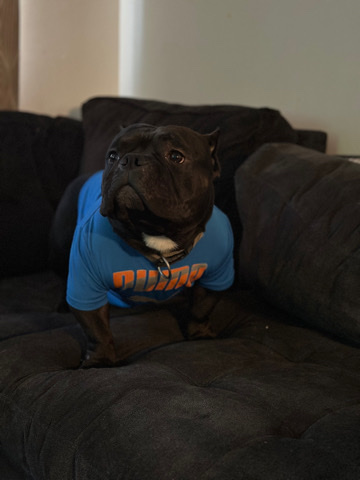 pocket bully