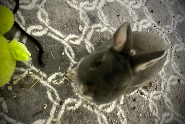 bunny