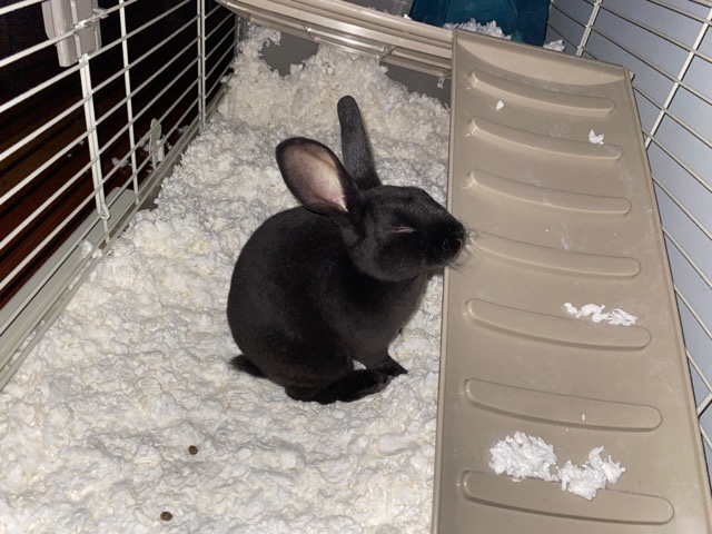 Young Rabbit