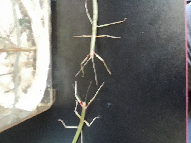 Any – adult indian stick insects 2 for £6 10 for £20