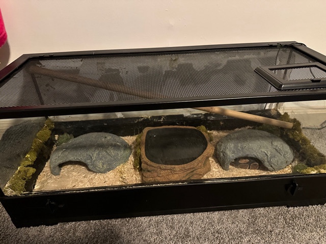 Ball Python