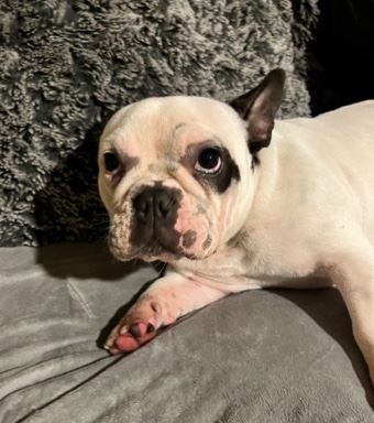 French Bulldog – cheap pure breed frenchies
