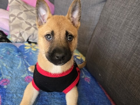 German Shepherd – dog
