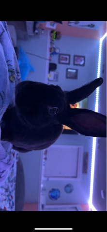 bunny with everything he needs selling for $200 got everything for $350