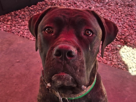 Cane Corso – Stunning Cane Corso – 1 Year Old – Queen Creek – Queen Creek