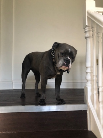 Olde English Bulldogge – English Bulldog for rehoming