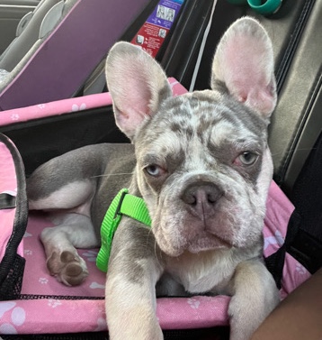 French Bulldog – Frenchie Merle girl dog