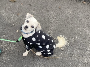 Shichon – Shichon Female 3 Years Old – Sweet & Playful – Liverpool