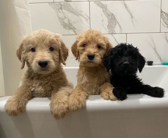 Poodle – labradoodles