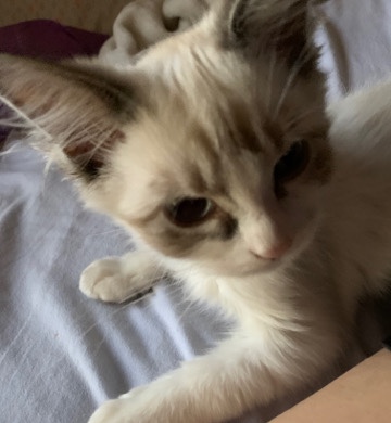 Ragdoll – 2 kittens both female