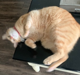 American Shorthair – Rehome Cheeto