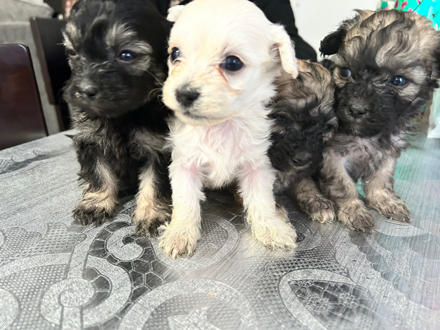 Maltese – 6 week pups