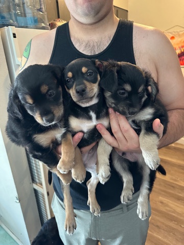 chihuahua terrier mixes