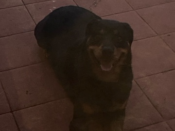 Rottweiler – Pure bread rottie – Royal Kunia