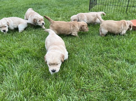 Golden Retriever – Golden Retriever Puppies for Sale – Somerset