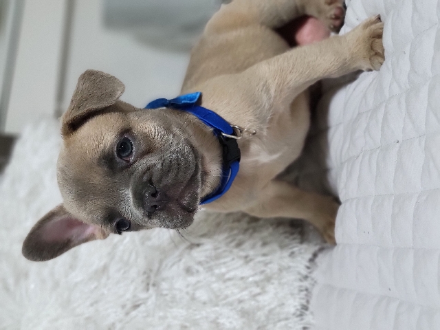 French Bulldog – french bulldog