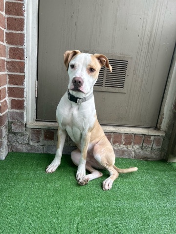 American Pit Bull Terrier – American pitbull mix