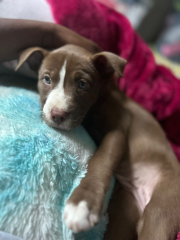Siberian Husky – Pitsky (husky, pitbull)
