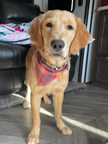 Golden Retriever – Golden Retriever