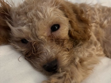 Poodle – Adorable Poodle Puppy for Sale – 15 Weeks Old – Macon