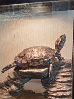 red eared turtle