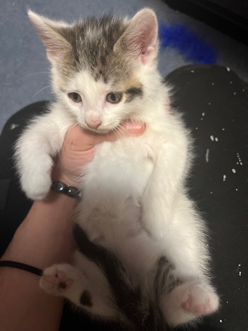 American Wirehair – 3 month old kittens