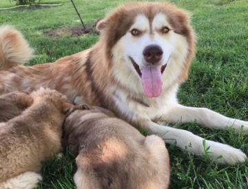 Alaskan Malamute – Alaskan Malmute puppies