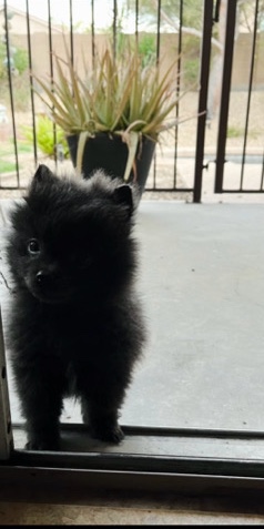 Pomeranian – 🖤Adorable Black Pomeranian Puppy 🖤
