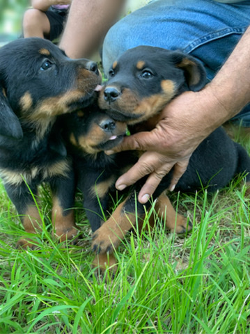Rottweiler – German Rottweilers