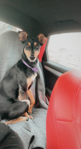 free dog