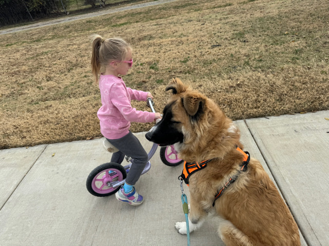 Pyrenean Shepherd – Sweet puppy half Pyrenees half GSD