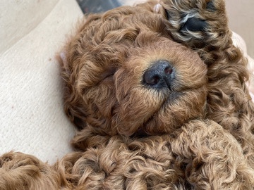 Poodle – Purebred mini/toy poodle puppies – Edgewood
