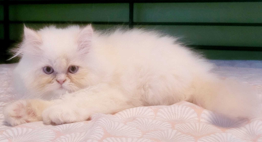 Persian (Traditional) – Persian kittens