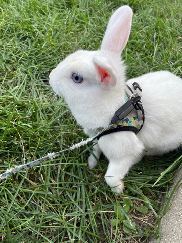American – bunny