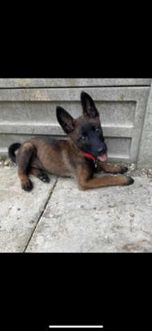 Belgian Shepherd Dog (Malinois) – Belgian shepherd puppy