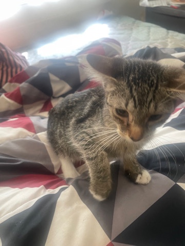 LaPerm – need home