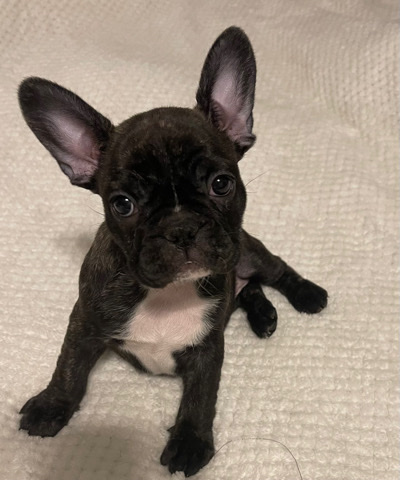 French Bulldog – French bulldog pups
