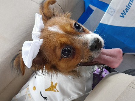 Papillon – Ava – Fort Pierce