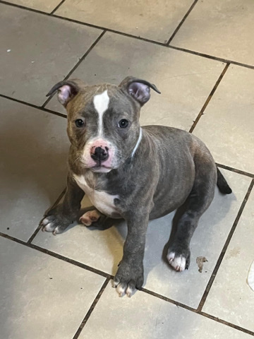 American Bully