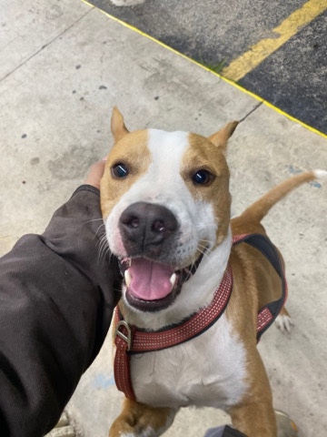 Pit Mix Rehome