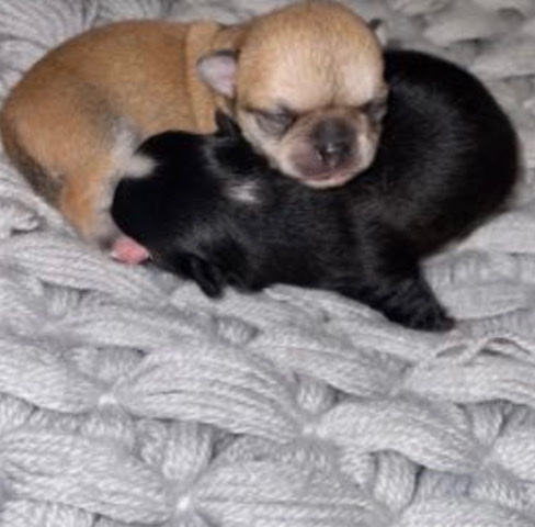 Chihuahua – teacup chihuahua