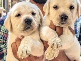 Labrador Retriever - Labrador puppy  available for adoption in Kadayanallur