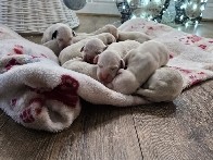 Dalmatian - dalmation puppies available for adoption in London