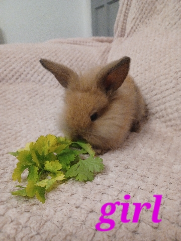 Lionhead – mini lion lops