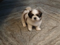 Shih Tzu - shizu pup available available for adoption in New Delhi