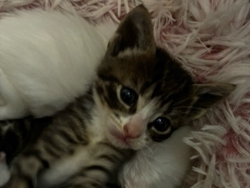 American Shorthair – Tabby Cat for sale – Surrey