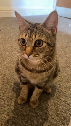 European Shorthair – tabby cat
