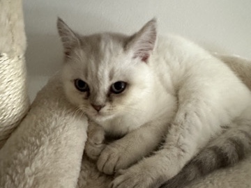 British Shorthair – Süßes British-Kurzhaar Kitten sucht liebevolles Zuhause – Frankfurt am Main