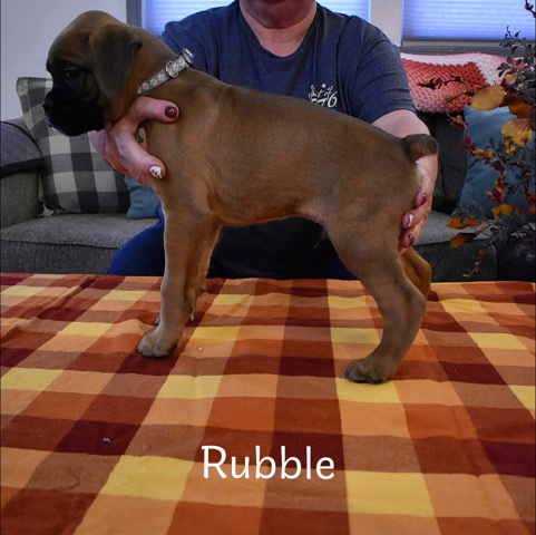 Boxer – boxer puppies